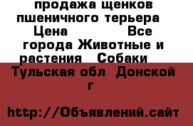 продажа щенков пшеничного терьера › Цена ­ 35 000 - Все города Животные и растения » Собаки   . Тульская обл.,Донской г.